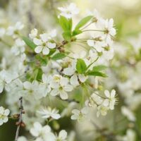 荒井果樹園　梨の花